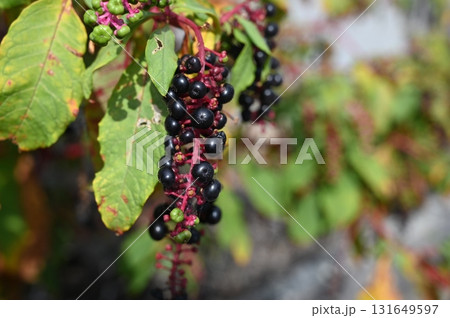 ヨウシュヤマゴボウ(ナデシコ目)ヤマゴボウ属 ヨウシュヤマゴボウ(ナデシコ目)ヤマゴボウ属 131649597