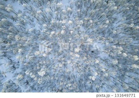 Aerial view of snow covered white forest with frozen trees in cold winter. Dense wild woodland in wintertime 131649771
