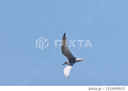 生き物 野鳥 クロハラアジサシ、水田の上を飛ぶ。頭と体が九十度ほど捻じれていますが・・・ 生き物 野鳥 クロハラアジサシ、水田の上を飛ぶ。頭と体が九十度ほど捻じれていますが・・・ 131649923