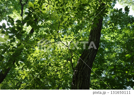 真夏の強い日差しを受けて輝く落葉広葉樹林。ナラ、カエデ、ホオノキ、ブナ、シデなどの木々。 131650111