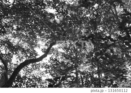 真夏の強い日差しを受けて輝く落葉広葉樹林。ナラ、カエデ、ホオノキ、ブナ、シデなどの木々。 131650112