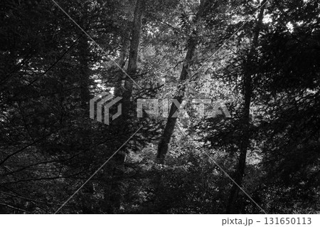 真夏の強い日差しを受けて輝く落葉広葉樹林。ナラ、カエデ、ホオノキ、ブナ、シデなどの木々。 真夏の強い日差しを受けて輝く落葉広葉樹林。ナラ、カエデ、ホオノキ、ブナ、シデなどの木々。 131650113