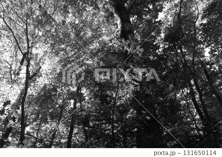 真夏の強い日差しを受けて輝く落葉広葉樹林。ナラ、カエデ、ホオノキ、ブナ、シデなどの木々。 131650114