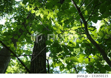 真夏の強い日差しを受けて輝く落葉広葉樹林。ナラ、カエデ、ホオノキ、ブナ、シデなどの木々。 真夏の強い日差しを受けて輝く落葉広葉樹林。ナラ、カエデ、ホオノキ、ブナ、シデなどの木々。 131650115