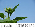 青空に向かって伸びる、つぼみのヒマワリ 131650124