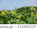 夏空とヒマワリのつぼみ 131650125