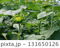 葉に囲まれたヒマワリのつぼみ 131650126