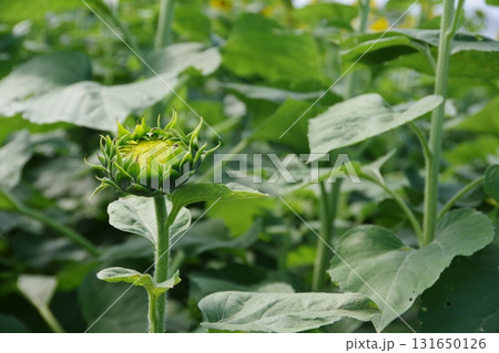 葉に囲まれたヒマワリのつぼみ 葉に囲まれたヒマワリのつぼみ 131650126