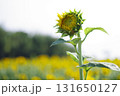 ひまわり畑で咲き始めたひまわり 131650127