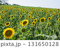 夏の日差しに輝く一面のひまわり畑 131650128