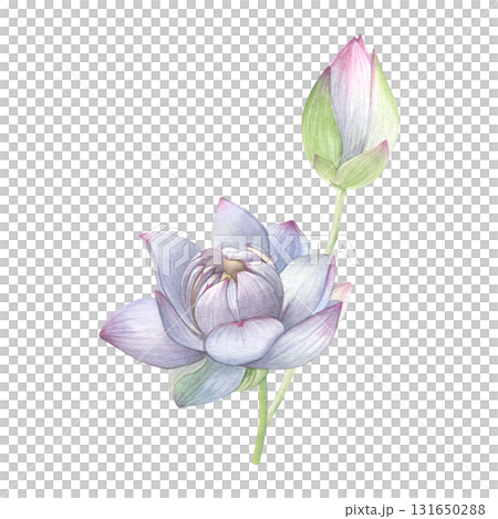 Watercolor of white lotus with a bud. Hand-painted water lily isolated on a white background. Good for postcards, invitations, greeting cards. 131650288