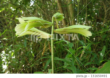 夏の森に咲く薄緑色のウバユリの花。木漏れ日の差し込む静かな林内に上品で落ち着いた色合いの花。 夏の森に咲く薄緑色のウバユリの花。木漏れ日の差し込む静かな林内に上品で落ち着いた色合いの花。 131650491