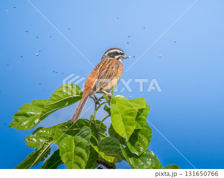 枝にとまるホオジロ 131650766