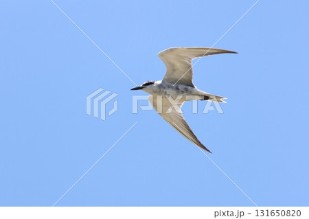 生き物　野鳥　クロハラアジサシ、ほぼ冬羽。嘴や脚は黒く胸や腹には灰色の羽毛が残っています 131650820