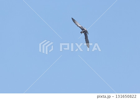 生き物 野鳥 クロハラアジサシ、ダイビング。下は水面ではなく休耕中の草原、バッタでも狙っている? 生き物 野鳥 クロハラアジサシ、ダイビング。下は水面ではなく休耕中の草原、バッタでも狙っている? 131650822