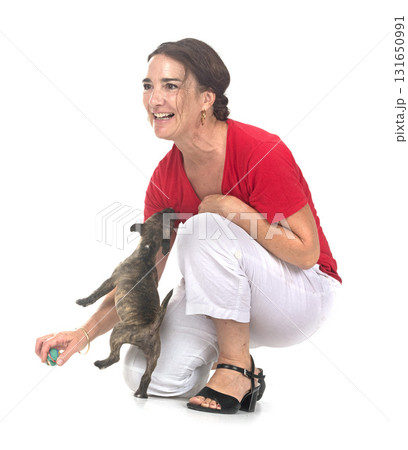 miniature bull terrier and woman in studio 131650991
