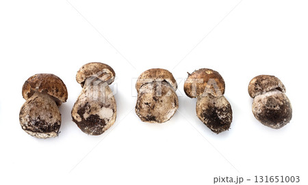Boletus edulis in studio 131651003