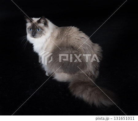 siberian cat in studio siberian cat in studio 131651011