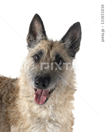 young laekenois in studio 131651016