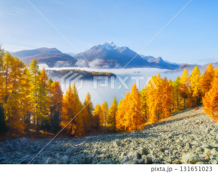 Nature. Fog and fall forest. Autumn landscape in the Swiss Alps. Foggy morning.  131651023