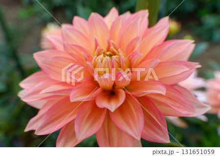 オレンジ色に輝くダリアの花 オレンジ色に輝くダリアの花 131651059