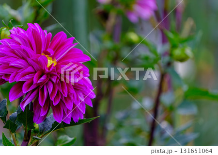 鮮やかな紫色のダリアが咲く秋の庭 131651064