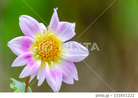 淡いピンクのダリアが咲く秋の花壇 淡いピンクのダリアが咲く秋の花壇 131651222