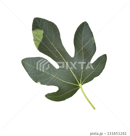 Fig tree leaf with patches of sun, cultivated garden Mediterranean fruit plant, isolated object cut out with clipping path, soft selective focus Fig tree leaf with patches of sun, cultivated garden Mediterranean fruit plant, isolated object cut out with clipping path, soft selective focus 131651281