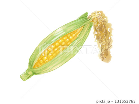 採れたてで皮付きのとうもろこしの手描き水彩イラスト 131652765