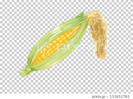 採れたてで皮付きのとうもろこしの手描き水彩イラスト 131652765