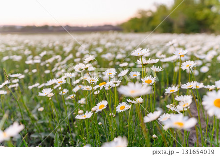 A field of white daisies with yellow centers. The flowers are scattered throughout the field, with some closer to the foreground and others further back. The scene is peaceful and serene. 131654019