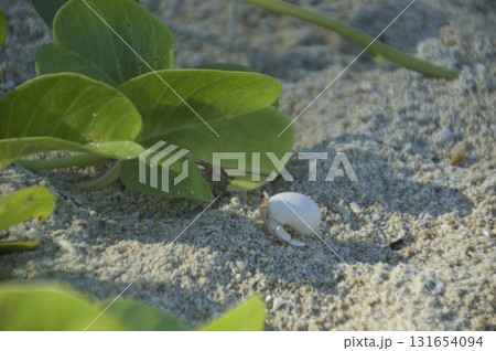 砂浜を歩くヤドカリ 砂浜を歩くヤドカリ 131654094