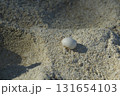 砂浜にヤドカリ 131654103