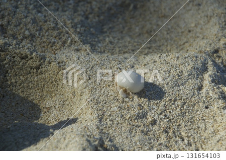 砂浜にヤドカリ 砂浜にヤドカリ 131654103
