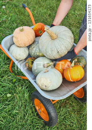 Caucasian male places harvested pumpkins in wheelbarrow Caucasian male places harvested pumpkins in wheelbarrow 131654173