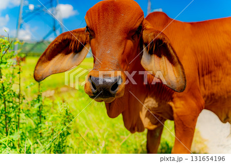 Young Asian calf. 131654196