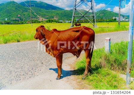 Young Asian calf. 131654204