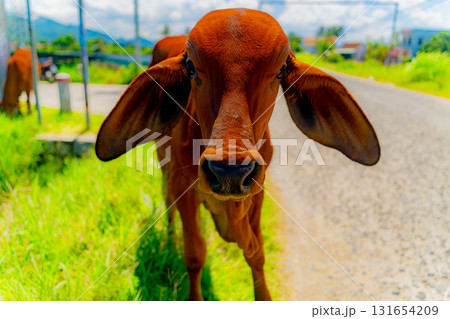 Young Asian calf. 131654209