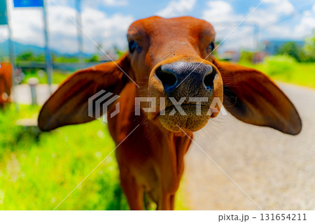 Young Asian calf. 131654211