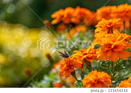 マリーゴールドの花にとまるツリアブ マリーゴールドの花にとまるツリアブ 131654216