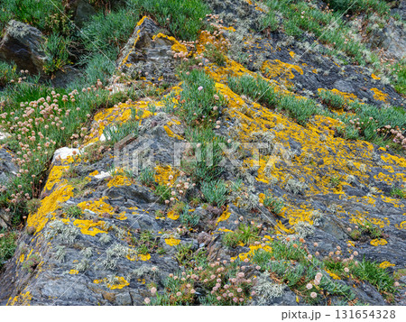 Coastal rocks and vegetation growing on the shoreline in sunny West Cork, Ireland during the daytime. Coastal rocks and vegetation growing on the shoreline in sunny West Cork, Ireland during the daytime. 131654328