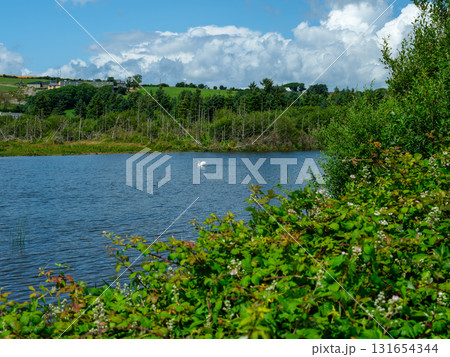 A swan swims in a blue lake surrounded by green trees and shrubs. The sky is blue with white clouds. Located in scenic West Cork. 131654344