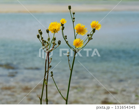 The picture shows yellow flowers against the calm backdrop of the ocean. It was probably taken during the day in the West Cork area of Ireland. 131654345
