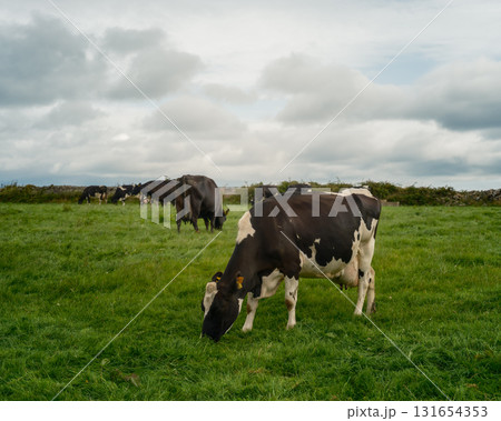 A herd of black and white cows graze peacefully in a vibrant green pasture in West Cork. Stone walls border the field beneath a cloudy sky. A herd of black and white cows graze peacefully in a vibrant green pasture in West Cork. Stone walls border the field beneath a cloudy sky. 131654353