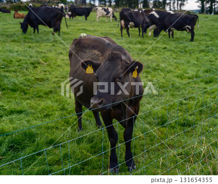 A black cow stands near a wire fence, looking at the camera. Other cows graze in the green field behind it in West Cork, Ireland on a bright day. A black cow stands near a wire fence, looking at the camera. Other cows graze in the green field behind it in West Cork, Ireland on a bright day. 131654355