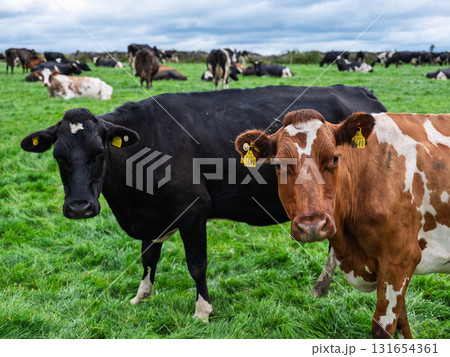Cows rest and eat in a green pasture. Two stand looking directly at the viewer. The location is West Cork in Ireland. Cows rest and eat in a green pasture. Two stand looking directly at the viewer. The location is West Cork in Ireland. 131654361