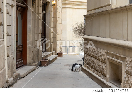 A narrow city alley framed by beige stone walls and planters. A cat is on the street A narrow city alley framed by beige stone walls and planters. A cat is on the street 131654778