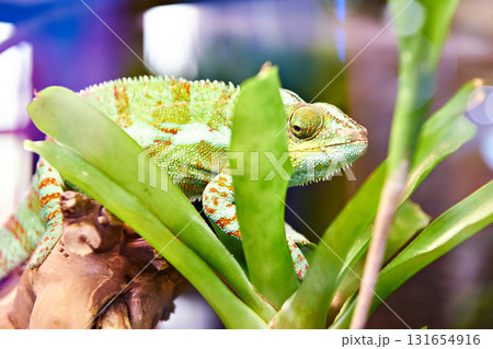 Chameleon on plant 131654916