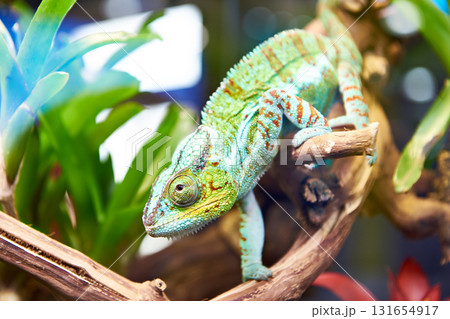 Chameleon on plant Chameleon on plant 131654917