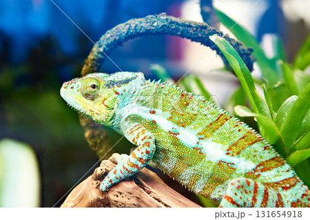Chameleon on plant Chameleon on plant 131654918